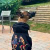 Brown dog sitting on a brick patio wearing a black hoodie with a boxing kangaroo and dog graphic on the back