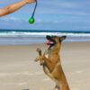 Dog playing with a green Floating Ball Reward