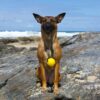 Dog holding a yellow Floating Ball Reward in her mouth