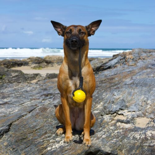 Dog holding a yellow Floating Ball Reward in her mouth