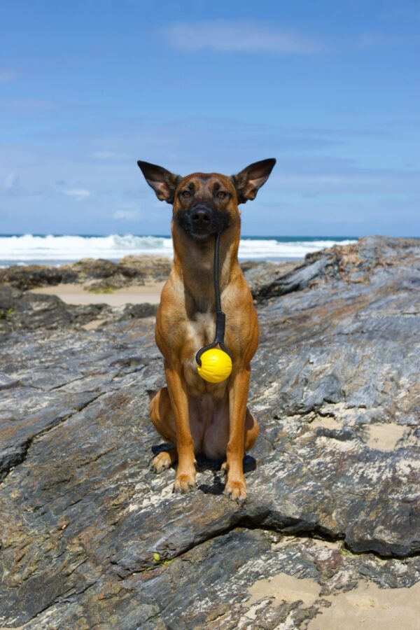 Dog holding a yellow Floating Ball Reward in her mouth