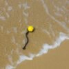 Yellow Floating Ball Reward on the beach