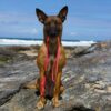 Dog wearing a red 5mm slip leash