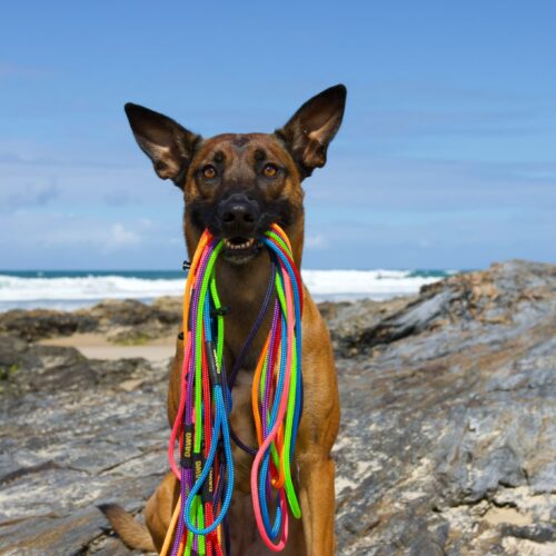 Slip Leash With Dog 2 Dog holding 5mm slip leashes in every colour in her mouth