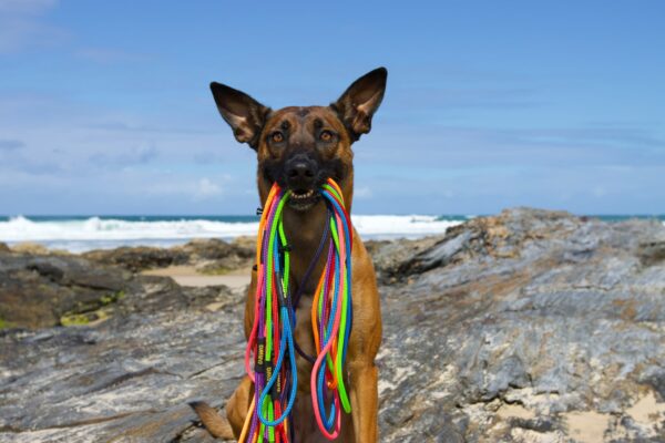 Dog holding 5mm slip leashes in every colour in her mouth